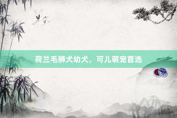 荷兰毛狮犬幼犬，可儿萌宠首选